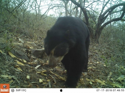 Spectacled Bear On Camtrap La Pena Perydryforest