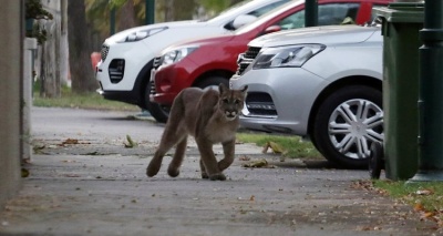 Puma in Santiago