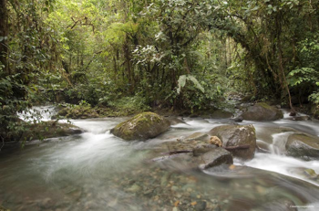 Los cedros river murray cooper