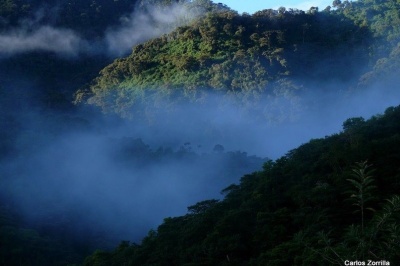 Forests and clouds P1330328 copy V2