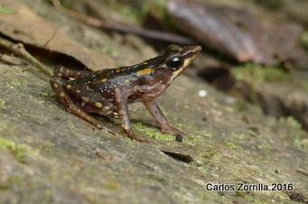 Atelopus Longirostris Close Up 50K