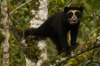 Andean bear cub, Pete Oxford