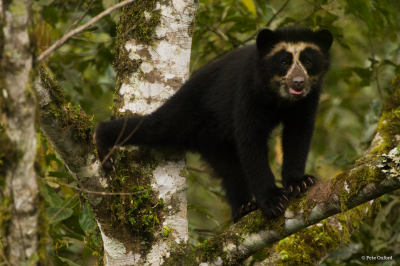 Andean bear cub, Pete Oxford