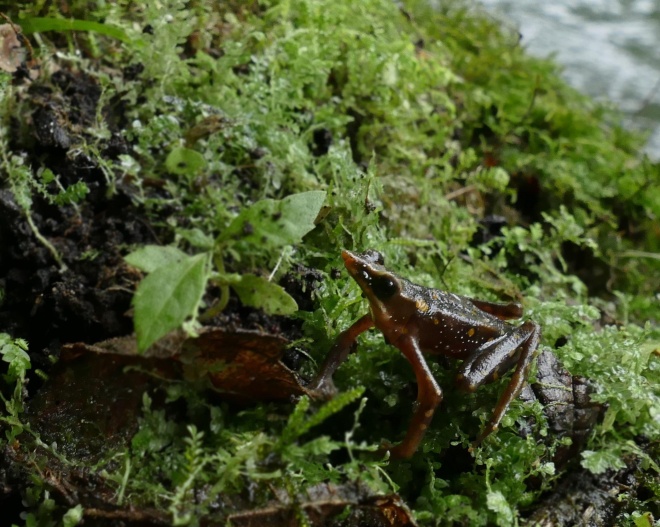 Atelopus Longirostris 1640865 Vt Cropped