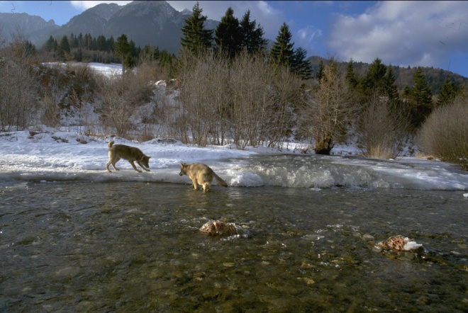 Wolves - photo by FCC