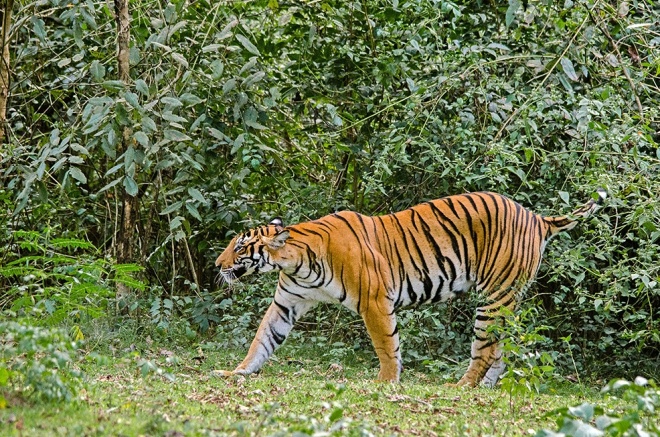 Bengal tiger captured by Peter Bennett at Nagarahole reserve