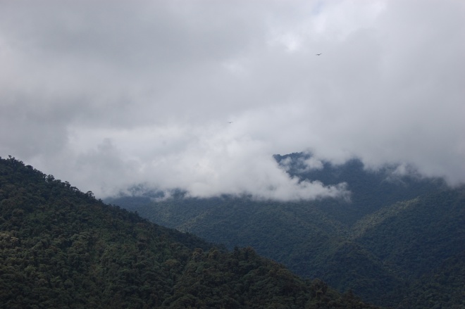 Rainforest Ecuador