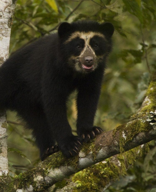 854 Spectacled Bear Cub