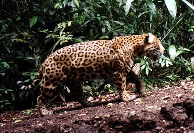 Jaguar Trap
