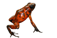 Poison Dart Frog Cutout