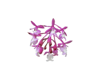 Pink Flower Cutout