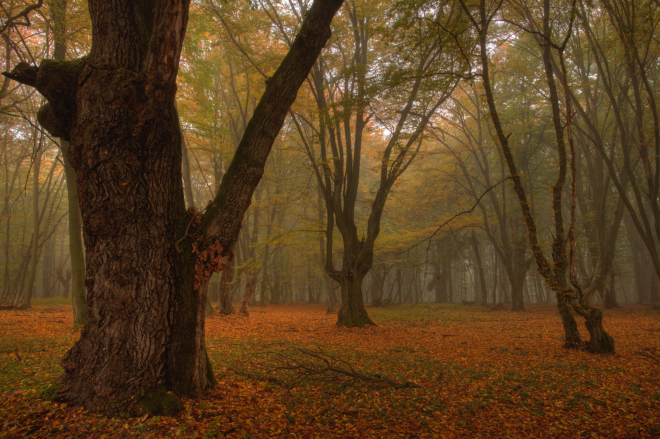 Woodland makes up 40% of the Târnava Mare landscape