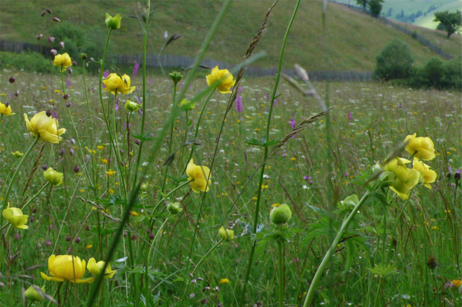 Transylvanian meadows have the highest floristic diversity recorded anywhere in the world