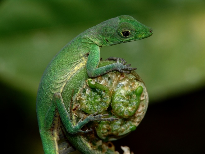 Anolis Chloris Pangan 21 Ii 2006 12