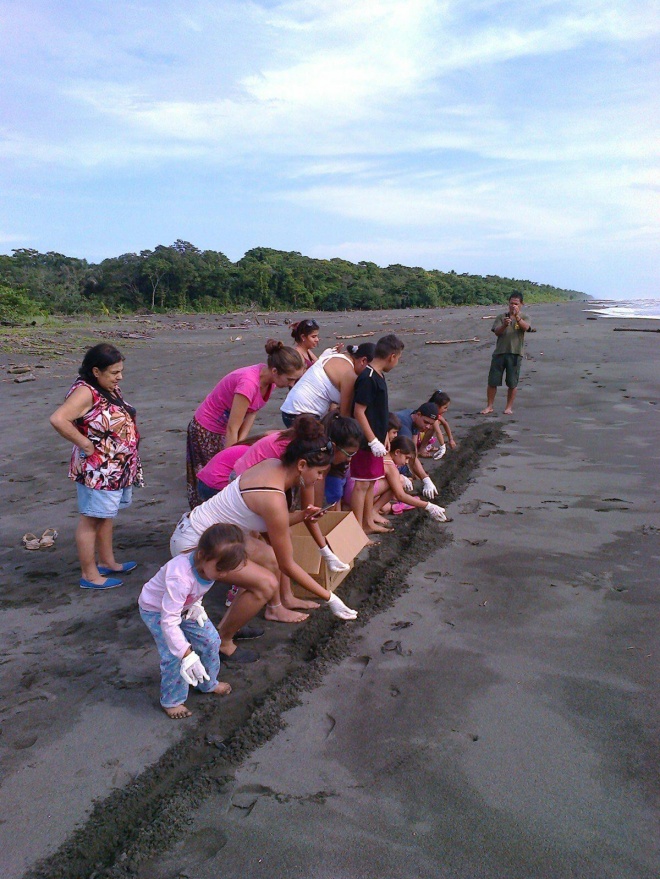 Members of the local community releasing baby turtles