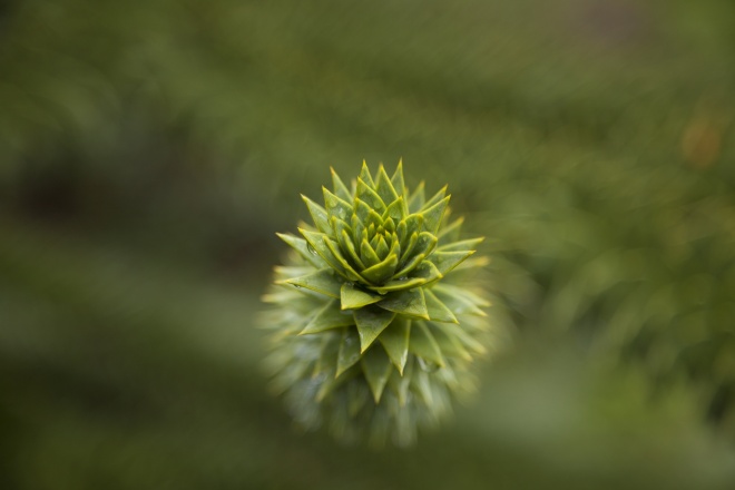 Araucaria seedling - Carolina Brown