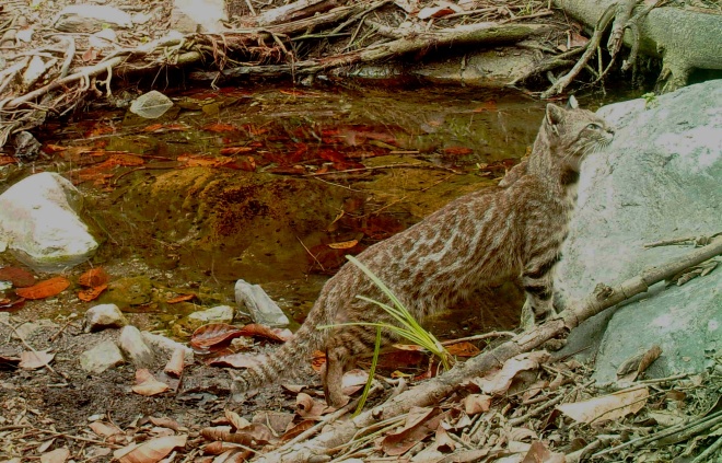 Pampas cat 12 jun 18 2