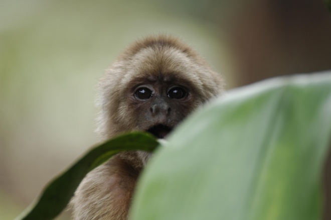Spider Monkey by Murray Cooper