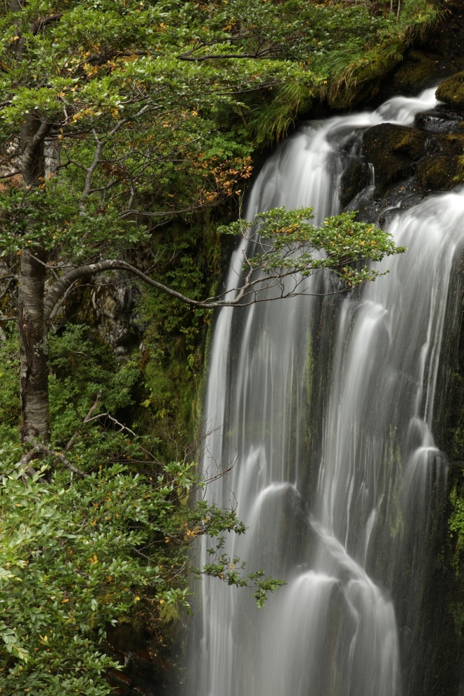 IMG 2969 Cascada de Taique waterfall on the Trafampulli River amongst coigüe trees Nothofagus dombeyi NR