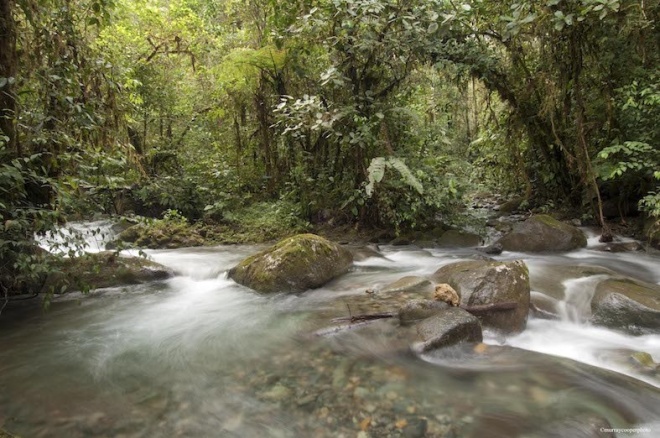 Los Cedros River Image credit Murray Cooper