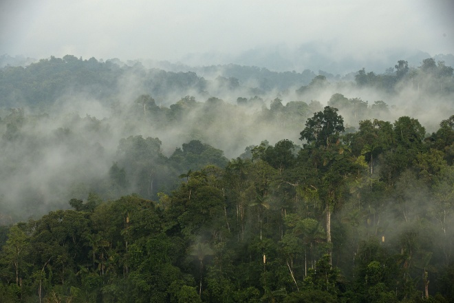 Cloud Forest 3