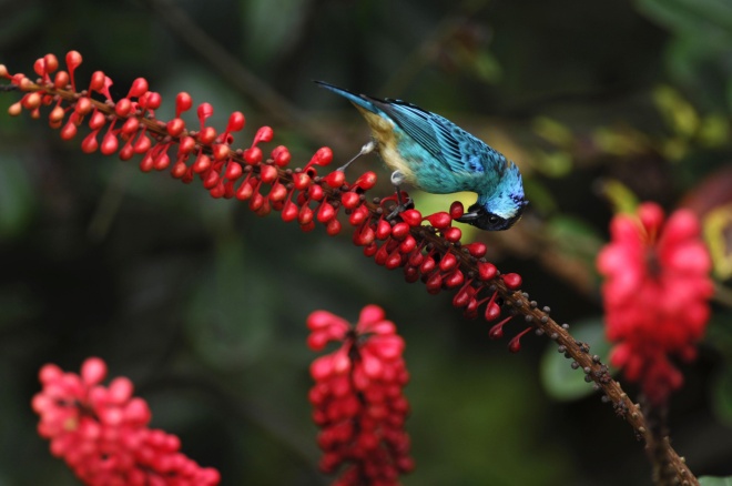 Golden naped Tanager, Murray Cooper