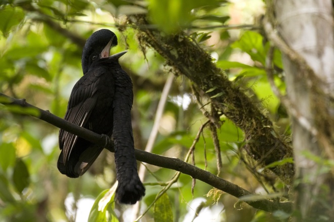 Long wattled umbrellabird, Murray Cooper