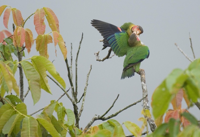 Rose faced parrot, Murray Cooper