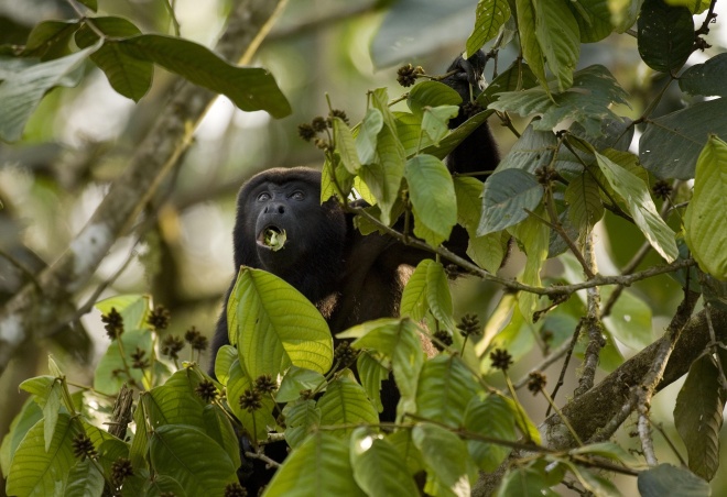 Howler monkey, Murray Cooper