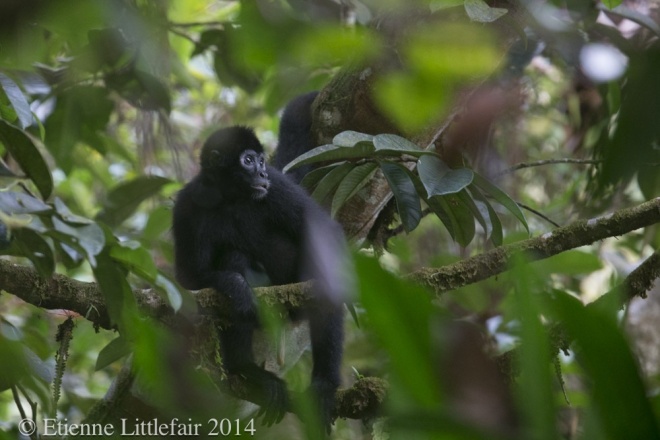 Brown-headed spider monkey, Etienne Littlefair