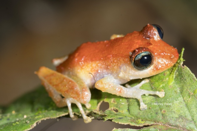 Pristimantis cedros, Image credit: Morley Read