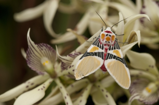 Tiger Moth with Clown Face (Idalus herois), Murray Cooper