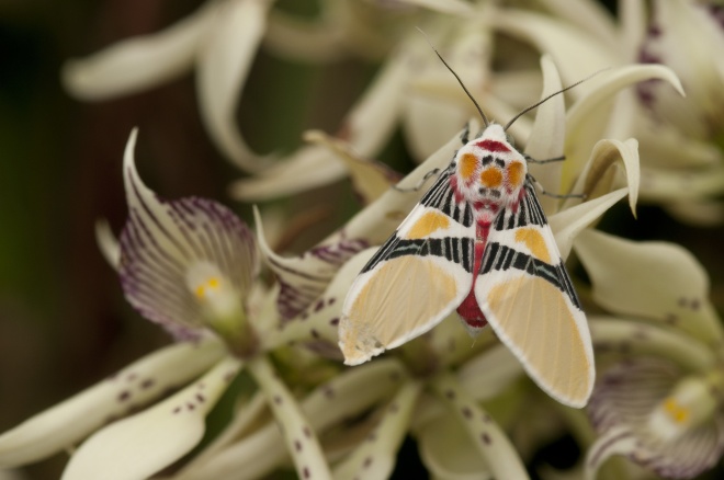 Tiger Moth with Clown Face (Idalus herois), Murray Cooper