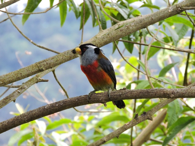 Toucan Barbet, Willy Perez