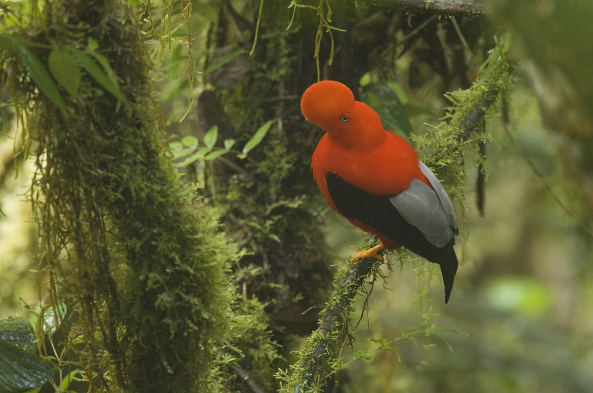 Rainforest Concern - Los Cedros Reserve | Rainforest Concern