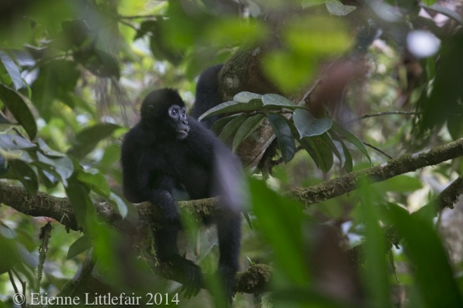 Brown headed spider monkey credit Etienne Littlefair