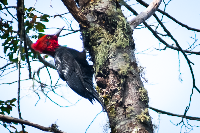 Magellanic woodpecker - Nick Charlesworth