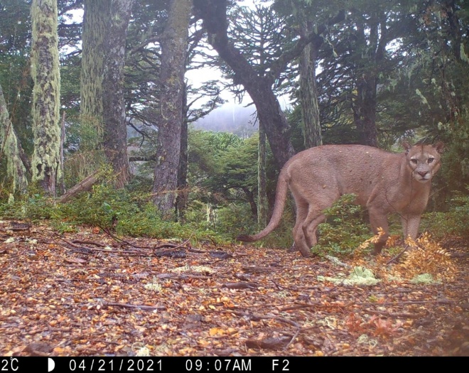 Puma spotted on camera trap - Nature Spy