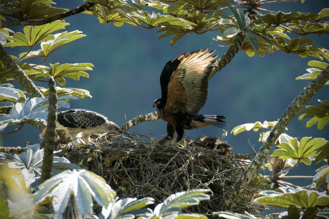 Black-and-chestnut eagle, Murray Cooper