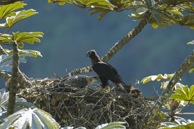 Black-and-chestnut eagle, Murray Cooper