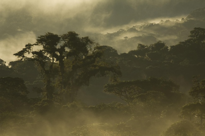 Cloud forest, Murray Cooper