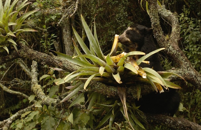 Spectacled Bear Murray Cooper