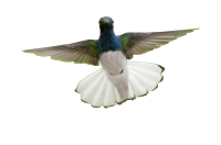 Hummingbirdkids