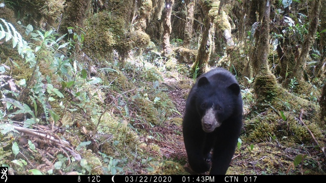 Andean bear spectacled bear camera trap Credit Nature Spy 2