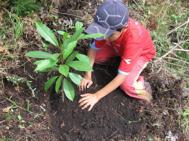 Reforestation