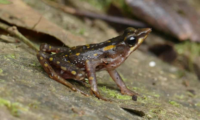 Longnose harlequin frog, Carlos Zorilla