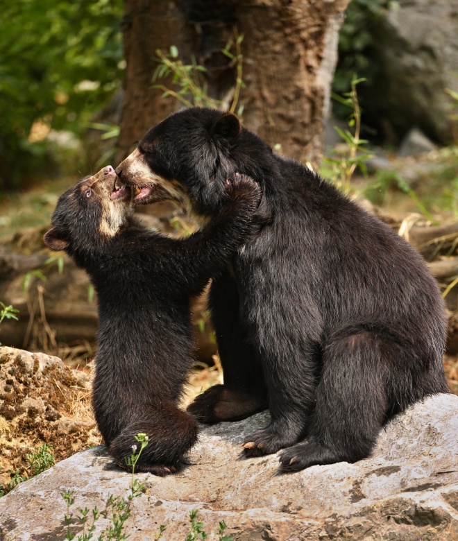 Andean spectacled bear cub canva free to use
