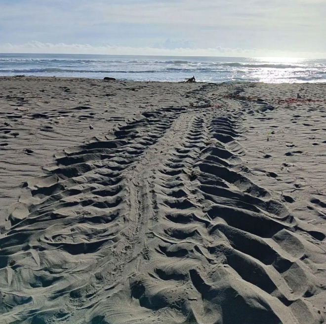 Turtle tracks on sand, Urpiano beach