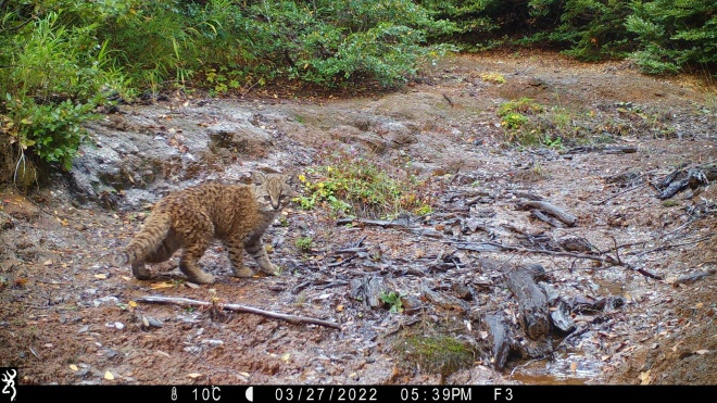 Guiña on camera trap