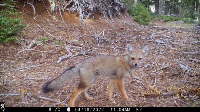 Andean fox caught on camera trap